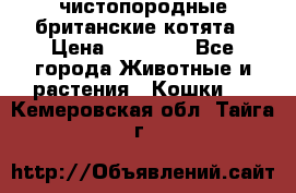 чистопородные британские котята › Цена ­ 10 000 - Все города Животные и растения » Кошки   . Кемеровская обл.,Тайга г.